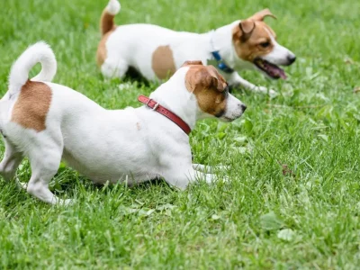 imgi_46_LynaireKennels.NewBern18-1030x687